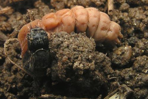 Cantharis fusca